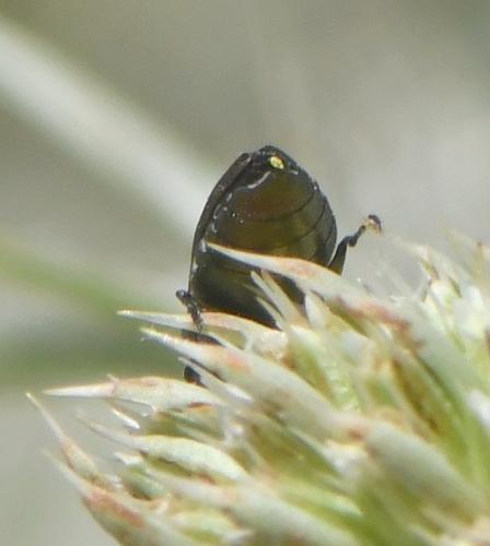 Réf. 262 523 : Anthaxia sp.